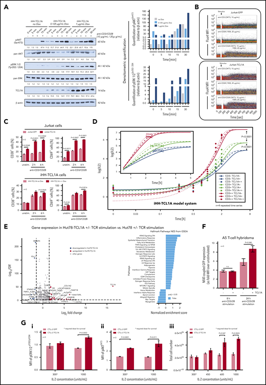 TCL1A enhances TCR downstream signaling. (A) Enforced TCL1A expression in human HH mature T-leukemia cells enhances (earlier and higher levels) the phospho-activation of AKT (pAKTSer473) and pERK1/2Tyr202/204 upon CD3/CD28 crosslinking (TCL1A-dose relatedness by titrated doxycycline in this inducible iHH-TCL1A system). Surface CD3 and CD28 were expressed at similar degrees in both HH−/+ TCL1A sublines (supplemental Figure 8B). Bar charts indicate densitometric quantification of immunoblots. (B) Single-cell and time-resolved Ca2+ flux after TCR stimulation in Jurkat cells and their stable transfectants of TCL1A (fluo-4 loading). Stronger and more extended flux signals were detected in the presence of TCL1A, which was particularly noted for CD3/28 coligation, but also for single crosslinking of either TCR component. (C) Basal and TCR stimulation induced surface expression of the activation markers CD38 and CD69 on Jurkat and iHH cells is increased in the context of TCL1A overexpression (unpaired Student t test, SEM). D) Titration of TCL1A expression and TCR activation in iHH-TCL1A T cells and recording of IL-2 release (ELISA). Multi-level combinations: TCL1A (no, low, high doxycycline dosages) each with CD3 (low, 0.1 µg/mL; high, 1.0 µg/mL) or/and each with CD28 (low, 0.2 µg/mL; high, 2.0 µg/mL) crosslinking antibodies. In a sensitizer-like fashion, TCL1A enhanced IL-2 secretion (earlier reach of isoconcentrations) upon submaximal levels of anti-CD3 (also supplemental Figure 8E). Analyses used fitting kinetic models with a maximum likelihood routine. Observations at 24 hours are not shown for better visibility. Illustrations of each time point are shown in supplemental Figure 8E. (E) Differential gene expression in Hut78-TCL1A T cells (over Hut78-empty-vector controls) without or with TCR stimulation detected by RNAseq. Volcano plot resulting from the extraction of TCR-induced genes in the TCL1A condition (over empty-vector control) with cutoffs of absolute Log2 fold-changes ≥ 1.5 and FDR values < 0.01. GSEA (gene set enrichment analysis) of these genes (10 downregulated and 27 upregulated) shows, among others, a prominent enrichment for IL-2/STAT5 and IL-6/JAK/STAT3 pathway clusters. More details in supplemental Figure 8F and supplemental Table 8. (F) The presence of TCL1A enhances TCR-induced NFAT-coupled GFP expression in the A5 T-cell hybridoma reporter system (unpaired Student t test, SEM). (G) IL-2-dependent murine CTLL-2 cells and their transduction with TCL1A or a GFP control followed by treatment with IL-2. (i-ii) Induced levels of pERK1/2Thr202/Tyr204 and pAKTS473 (flow cytometry, 3 experiments) are higher in the TCL1A expressing subline (unpaired Student t test, SEM). (iii) CTLL-2 cells execute a higher growth response (total cell number) under stimulation with increasing IL-2 concentrations upon ectopic TCL1A expression. TCL1A did not confer IL-2 independence.