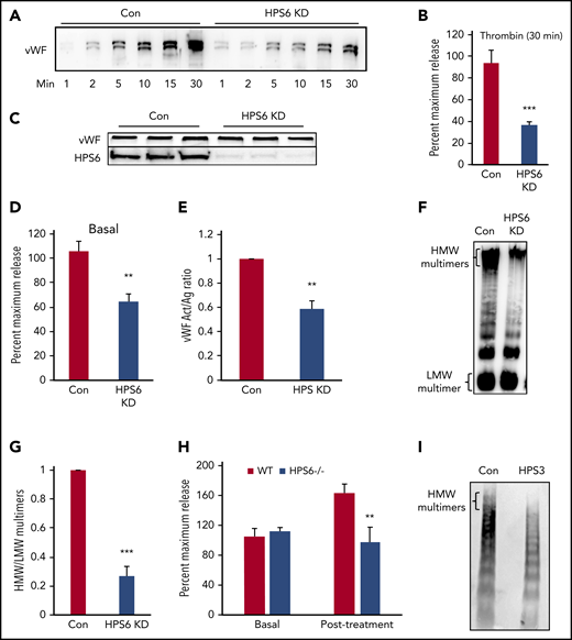 BLOC-2 depletion impairs endothelial WPB exocytosis and VWF multimerization. (A) Immunoblot showing total VWF antigen levels in the media at 1, 2, 5, 10, 15, and 30 minutes after 1 U/mL thrombin stimulation of BLOC-2–depleted and control HUVECs resolved by SDS-PAGE and immunoblotted with anti-VWF antibody. (B) VWF antigen released from HPS6-depleted and control HUVECs 30 minutes after 1 U/mL thrombin stimulation determined by ELISA. (***P < .001; n = 3). (C) Whole cell lysates of BLOC-2–depleted and control cells were resolved by SDS-PAGE and immunoblotted with antibodies to VWF and HPS6. Total endothelial cell VWF content is unaltered on BLOC-2 depletion. (D) Resting conditioned media was collected after 8-hour incubation with control or BLOC-2–depleted HUVECs. VWF antigen levels were measured using VWF ELISA (**P < .01; n = 3). (E) BLOC-2–depleted and control HUVECs were stimulated with 1 U/mL thrombin, and media were collected at 30 minutes. Total VWF antigen (Ag) and activity (Act) were measured using a VWF ELISA and a type 3 collagen binding assay, respectively. The bar graph shows the Act to Ag ratios (**P < .01; n = 3). (F) Qualitative analysis of exocytosed VWF multimers was performed using agarose gel electrophoresis. BLOC-2–depleted and control HUVECs were stimulated with 1 U/mL thrombin. Harvested media concentrated in centrifugal concentrators and fractionated by nonreducing 1.4% agarose gel electrophoresis was immunoblotted with anti-VWF antibodies. Blot shows reduced HMW multimers in BLOC-2–depleted cells. (G) Densitometry analysis of VWF multimers in e quantified as the ratio of HMW multimer to the lowest-molecular-weight (LMW) oligomer, as shown. (n = 3; ***P < .001). (H) WT and HPS6−/− mice were treated subcutaneously with epinephrine. VWF antigen levels in plasma obtained before and 15 minutes after epinephrine treatment were determined using VWF ELISA (n = 3; **P < .01). (I) Plasma from an individual with a BLOC-2 mutation and a healthy control was resolved by nonreducing 1.4% agarose gel electrophoresis and immunoblotted with VWF antibody showing reduced HMW multimers.