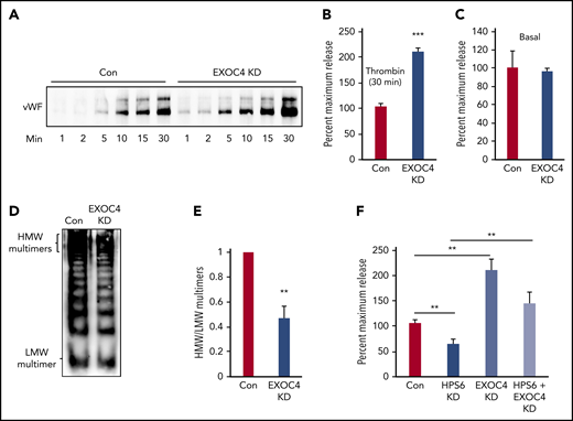 Exocyst depletion impairs VWF multimerization but augments WPB exocytosis. (A) Immunoblot showing total VWF antigen levels in media of EXOC4-depleted and control HUVECs at 1, 2, 5, 10, 15, and 30 minutes after stimulation with 1 U/mL thrombin resolved by SDS-PAGE and immunoblotted with anti-VWF antibody. (B) Densitometry of 3 individual thrombin-stimulation experiments as described in panel A showing significant augmentation of VWF exocytosis on EXOC4 depletion at 30 minutes (***P < .001). (C) Resting conditioned media was collected following 8-hour incubation with control or EXOC4-depleted HUVECs. VWF antigen levels were measured using VWF ELISA. (D) EXOC4-depleted and control HUVECs were stimulated with 1 U/mL thrombin. Harvested media concentrated in centrifugal concentrators and fractionated by nonreducing 1.4% agarose gel electrophoresis was immunoblotted using anti-VWF antibodies. Blot shows reduced HMW multimers in EXOC4-depleted cells. (E) Densitometry analysis of VWF multimers in panel D quantified as the ratio of HMW multimer to the LMW oligomer. (n = 2; **P < .01). (F) Control and BLOC-2–, EXOC4–, and combined BLOC-2– and EXOC4–depleted cells were stimulated with 1 U/mL thrombin, and total VWF antigen in media at 30 minutes was measured using ELISA. The bar graph shows that differing from BLOC-2 depletion, EXOC4 depletion augments VWF exocytosis. EXOC4 depletion augments VWF exocytosis in BLOC-2–depleted cells compared with BLOC-2 depletion alone (**P < .001 from 2 individual experiments each with triplicates).