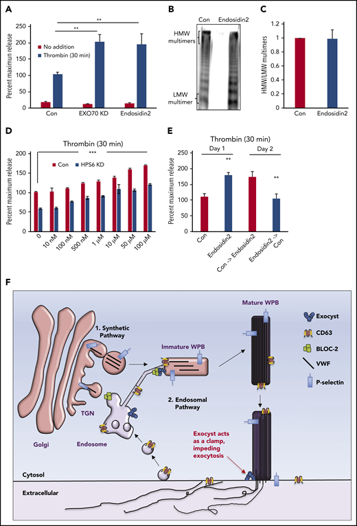 Regulatory functions of the exocyst complex on WPB maturation and WPB exocytosis can be separated. (A) Total VWF antigen was measured using ELISA in basal media (3 hours) and 30 minutes after thrombin stimulation (1 U/mL) in control, EXO70-depleted, and Endosidin2-treated (10 µM for 2 hours) HUVECs (**P < .01 from 3 individual experiments). (B) Qualitative VWF multimer analysis of concentrated media from thrombin-stimulated control or Endosidin2-treated HUVECs by nonreducing agarose gel electrophoresis and immunoblotting with anti-VWF antibodies show similar HMW multimers in control and Endosidin2-treated cells. (C) Densitometry analysis of VWF multimers in panel B quantified as the ratio of HMW multimer to the LMW oligomer (n = 3). (D) Dose-response analysis of Endosidin2 on thrombin-stimulated VWF release from control and BLOC-2–depleted HUVECs. BLOC-2–depleted HUVECs were treated with varying concentrations of Endosidin2 or DMSO for 2 hours and then stimulated with 1 U/mL thrombin, and total VWF antigen in media at 30 minutes was measured using ELISA (***P < .01 from 3 individual experiments). (E) Control and Endosidin2-treated (10 µM for 2 hours) HUVECs were stimulated with 1 U/mL thrombin, and media were collected at 30 minutes (day 1). After a wash, cells were reincubated with complete growth media. Twenty-four hours after initial treatment, controls from the previous day were exposed to Endosidin2 (10 µM for 2 hours) and originally Endosidin2-treated HUVECs were treated as controls. Cells were stimulated with 1 U/mL thrombin, and media were collected at 30 minutes (day 2). Total VWF antigen was measured in samples from both days using ELISA. (**P < .01 from 2 individual experiments each with triplicates). (F) Proposed model for BLOC-2 and exocyst function in endosomal transport during WPB biogenesis and VWF exocytosis. VWF is synthesized by endothelial cells and stored in WPBs. WPBs arise from direct tubulation of TGN membrane by newly synthesized VWF filaments. P-selectin enters nascent WPBs in direct association with VWF. Further maturation of WPBs continues as it relocates to the periphery of the cell. During this process, immature WPBs receive other cargoes essential for their maturation and develop HMW forms of VWF. One source of cargo is the endosomes. Cargo-carrying tubules exit endosomes and merge with maturing WPBs to deliver cargo such as CD63. This process is regulated by BLOC-2 that directly interacts with the exocyst complex to direct tubulovesicular transport from endosomes to WPBs. BLOC-2 depletion impairs exocytosis, but whether BLOC-2 promotes WPB release via a direct role in exocytosis is not known. Exocyst separately regulates WPB exocytosis at the plasma membrane, where, acting as a clamp, it inhibits exocytosis of mature WPBs. Release from the exocyst clamp augments release of VWF, including HMW multimers.