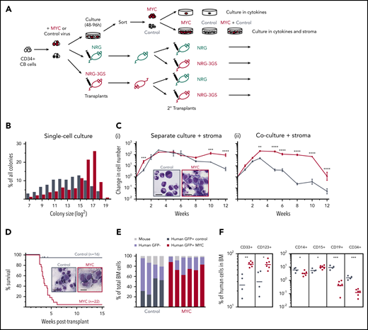 Rapid generation of a lethal human AML in NRG-3GS mice transplanted with MYC-transduced human CD34+ CB cells. (A) General experimental design. (B) Distributions of 12-day clone sizes from 238 MYC-GFP and 256 control-YFP–transduced cells sorted and plated 2 days after transduction in single-cell, cytokine-containing suspension cultures; 2 experiments, 2-tailed Mann-Whitney test, P < .0001. (C) Weekly nonadherent cell outputs in cultures containing human cytokine-producing stromal cells, normalized to the cell input numbers (4.5 × 103MYC-GFP– or control-YFP–transduced cells). (i) Results when these were cultured separately. Insets are Giemsa-stained cytospins of week 8 cells. (ii) Results when the same numbers of MYC-GFP– and control-YFP–transduced cells were cultured together in the same wells. Mean ± standard error of the mean of replicate cultures from 1 of 2 experiments with different CB cells; 2-way analysis of variance. (D) Survival of NRG-3GS recipients of 0.6 to 2 × 104MYC-GFP–transduced cells or 1 to 3 × 104 empty-vector GFP-transduced (control) cells; log-rank test, P < .0001. Inset shows Giemsa-stained touch preps of spleen cells at 3 weeks after transplant. (E) GFP chimerism in the BM of recipients of MYC (n = 6) or control (n = 4) cells 3 to 5 weeks after transplant. (F) Phenotype of GFP+ cells shown in panel E; unpaired 2-tailed Student t test. MYC, red; control, steel blue. Scale bars in photomicrograph insets are 10 μm.
