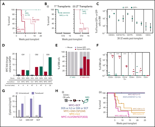 Cytokine-dependent activation of a latent leukemic state present in the in vivo progeny of MYC-transduced human CB cells. (A) Survival of secondary (dotted, NRG-3GS, red; NRG, green) recipients transplanted with bulk leukemic cells from primary NRG-3GS recipients (solid red); log-rank test, P < .005. (B) Survival of primary NRG recipients (i, solid green), and secondary NRG and NRG-3GS recipients of matched doses of cells from 2 primary NRG recipients of MYC-transduced cells (ii: NRG-3GS, dotted red; NRG, dotted green); n = 2 experiments, log-rank test, P < .01. (C) Mean ± standard error of the mean chimerism of human cell types within the MYC+GFP+ (solid green) and nontransduced populations (hollow green) detected in the BM of individual NRG recipients of unselected CD34+ or prepurified CD34+38− cells analyzed 30 to 32 weeks after transplant; paired 2-tailed Student t test, n = 4 to 7, grafts initiated from 3 different CB pools. (D) MYC transcripts in bulk GFP+ cells from primary grafts of MYC- or control-transduced cells in NRG-3GS or NRG mice. Grafts were initiated from 3 different CB pools. (E-F) Four-week BM chimerism (E) and phenotype (F) of cells from 3 secondary NRG (green) and NRG-3GS (red) recipients from (Bii); unpaired 2-tailed Student t test. (G) Cytokine concentrations in the supernatants of cytokine-transduced CD34+ CB cells cultured for 6 days. n.d., below the level of detection. (H) Survival of primary NRG recipients of CD34+ cells transduced with cytokines ± MYC cDNAs; log-rank test, P < .05. Experimental design (i) and results (ii).