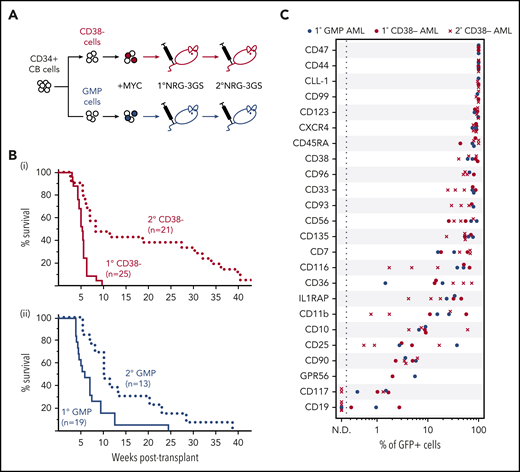 Phenotypically similar AMLs are rapidly generated from MYC-transduced CD34+ 38− and GMP CB cells. (A) Experimental design. (B) Survival of mice transplanted with MYC-transduced CD34+38− (i, red) or GMP (ii, blue) CB cells (solid, primary transplants; dotted, secondary transplants). (C) Percent of GFP+ (MYC+) cells positive for the indicated surface markers in primary AMLs produced from MYC-transduced CD34+38− cells (n = 2) or GMPs (n = 2) or secondary AMLs originally initiated from MYC-transduced CD34+38− cells (n = 3), all in NRG-3GS recipients.