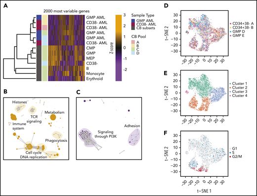 AMLs generated from CD34+ 38− and GMP CB cells are transcriptionally similar to each other and to unmanipulated CB GMPs. (A) Unsupervised clustering (complete linkage) of transcript levels in GFP+ CD33+ (leukemic) cells isolated from NRG-3GS mice and compared with cell types purified by FACS from normal low-density CB cells. (B-C) REACTOME gene sets upregulated (B) and downregulated (C) in leukemic cells compared with normal CB GMPs. Reactome pathways enriched (P < .05 hypergeometric test) in differentially expressed genes were identified using ReactomePA, and networks clustering was performed based on the similarity of genes present in each pathway. (D-F) t-Distributed Stochastic Neighbor Embedding (t-SNE) analysis of the top 1000 variable genes of 4570 single GFP+CD33+ leukemic cells isolated from 2 AMLs generated from MYC-transduced CD34+38− and 2 from MYC-transduced GMPs, following sample normalization and integration with Seurat v3, with t-SNE distributions of these cells shown by sample (D), by identified transcriptomic clusters (E), and cell cycle gene expression profiles (F).