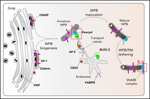 BLOC-2-mediated cargo delivery to maturing Weibel-Palade bodies. Immature Weibel-Palade bodies are generated in an AP-1/clathrin-dependent pathway by packaging of VWF quanta (black capsules), CD62P, and other cargo in the trans-Golgi network. Immature WPBs acquire CD63 in an AP-3-dependent pathway from endosomes. The findings of Sharda et al show that complex-formation between BLOC-2 and the exocyst is needed for transporting CD63 to immature WPBs (dashed red box 1). Fully mature WPBs are tethered to the plasma membrane through the exocyst complex (dashed red box 2). Sharda et al propose that the exocyst acts as a “clamp” preventing premature release of WPBs. Fusion of WPBs is mediated by so-called SNARE complexes. Recent findings have shown that SNARE proteins such as VAMP8 are recruited onto maturing WPBs through the same BLOC-2/AP-3-dependent pathway that is used by CD63.