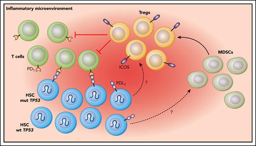 MDS and sAML harboring mutTP53 are characterized by immune checkpoint overexpression at the stem cell level, as well as a reduced number of cytotoxic T cells and expansion of MDSCs and ICOShigh/PD-1neg Tregs. HSC, hematopoietic stem cell.