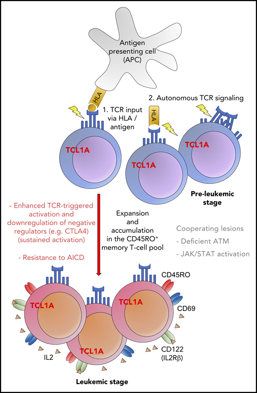 Proposed model of the proleukemogenic cooperation of TCL1A with TCR signaling. TCL1A confers a survival benefit, supported by the effect of additional genomic alterations (eg, ATM) and contributes to resistance to programmed cell death (AICD). The figure has been adapted from Figure 7E in the article by Oberbeck et al that begins on page 2786.