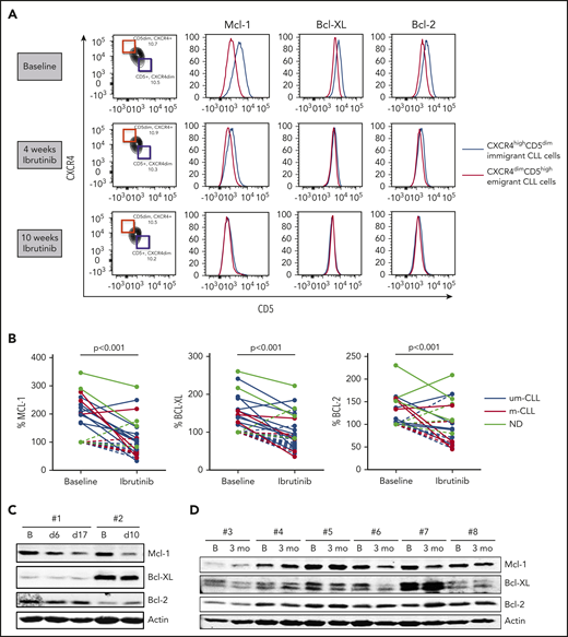 Levels of Bcl-2 members collapse upon ibrutinib treatment. (A) FACS analysis showing overlays of Mcl-1, Bcl-XL, and Bcl-2 expression for LN immigrants and emigrants. Data are from a representative patient at baseline and after 4 and 10 weeks of ibrutinib treatment. (B) Summary of Bcl-2 member expression in LN emigrants before and after ibrutinib treatment (n = 14). Geometric mean fluorescence intensities were normalized by setting the baseline LN immigrant population at 100%. Black lines indicate unmutated IgHV CLL samples (um-CLL), red lines indicate mutated IgHV CLL samples (m-CLL), and gray lines indicate patient samples for whom the mutation status was not determined (ND). A paired-sample Student t test was used for statistical analyses. (C-D) Western blots of peripheral blood collected from 8 patients treated with ibrutinib. Samples were collected at baseline and after 6 to 17 days of ibrutinib treatment (patients #1 and #2) or after 3 months of ibrutinib treatment (patients #3-8). Protein lysates were probed for Mcl-1, Bcl-XL, and Bcl-2; actin was used as loading control. B, baseline; ns, not significant.