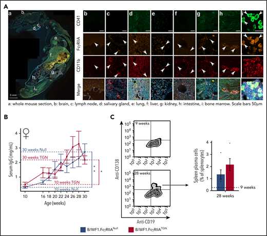 SLE murine model expressing human FcγRIIA. (A) Whole body sagittal-section of a B/WF1.FcγRIIATGN mouse (female, 28 weeks) with SLE showing FcγRIIA staining in CD11b+ cells (white arrows) and in CD41+ megakaryocytes (white arrow heads) in the brain (b), lymph node (c), salivary gland (d), lungs (e), liver (f), kidney (g), intestine (h), and bone marrow (i). Scale bars, 5 mm (A); 50 µm (b-i). The illustrated image is a composite of all scanned tissue areas automatically generated. Areas not presenting tissues were automatically filled in black to generate a clearer image. (B) Levels of total serum IgG in B/WF1.FcγRIIANull and B/WF1.FcγRIIATGN female mice from 10 to 30 weeks. N = 5 to 8 per group and per time point. (C) Plasma B cells in the spleen of B/WF1.FcγRIIANull and B/WF1.FcγRIIATGN mice at 28 weeks of age (n = 5). Data are presented as the mean ± SEM. Statistical analyses: 2-way analysis of variance. (B) Šídák’s multiple comparisons test for comparing B/WF1.FcγRIIANull and B/WF1.FcγRIIATGN, then Dunnett’s multiple comparisons test to compare each strain to 10 weeks. (C) Mann-Whitney U test (comparing B/WF1.FcγRIIANull and B/WF1.FcγRIIATGN). *P < .05, **P < .01.