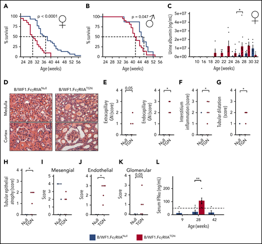FcγRIIA accelerates SLE development in the B/WF1.FcγRIIATGNmouse model. Survival analysis of female (n = 49) (A) and male (n = 33) (B) B/WF1.FcγRIIANull and B/WF1.FcγRIIATGN mice. (C) Evolution of urine albumin in female B/WF1.FcγRIIANull and B/WF1.FcγRIIATGN mice aged 10 to 32 weeks; n = 5 to 8 per group. (D) Kidney histology, hematoxylin and eosin staining of female B/WF1.FcγRIIANull and B/WF1.FcγRIIATGN kidneys at 28 weeks. Representative images of n = 5 per group. Original magnification ×100. Histological assessment of: extracapillary and endocapillary glomerulonephritis (GN) (E), interstitial inflammation (F), kidney tubular dilatation (G), and epithelial atrophy (H) in female B/WF1.FcγRIIATGN mice (n = 6) and their age-matched B/WF1.FcγRIIANull littermates (n = 5). (I-K) Analysis of IgG distribution in the kidneys according to electron microscopy. (L) Quantification of serum IFN-α in female B/WF1.FcγRIIATGN mice and their age-matched B/WF1.FcγRIIANull littermates (n = 4-5). Data are presented as the mean ± SEM (C,L), or mean with median (E-I). Statistical analyses: log-rank survival analysis (A-B), 2-way analysis of variance, Šídák’s multiple comparisons test (C), unpaired Student t test (E-K), and Mann-Whitney U test (L). *P < .05, **P < .01. P = .05 are indicated.