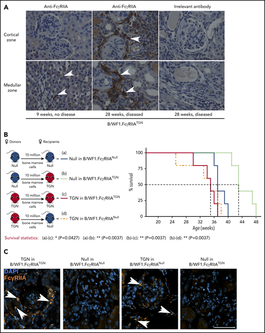 Pathogenic FcγRIIA is provided by the bone marrow. (A) Immunohistochemical staining of FcγRIIA protein (white arrows) in the kidneys of female B/WF1.FcγRIIATGN mice aged 9 and 28 weeks (×400 magnification). Data are representative of n = 5 per group. (B) Left panel: schematic of bone marrow chimera expressing or not FcγRIIA. Right panel: survival analysis of bone marrow chimera expressing or not FcγRIIA on bone marrow cells (n = 5 per group). (C) Kidney immunofluorescence staining in bone marrow chimera with SLE. Nuclei are stained with 4′,6-diamidino-2-phenylindole (DAPI) (blue), and white arrows indicate FcγRIIA+ cells (orange). Single staining is presented in supplemental Figure 5. Scale bar, 50 µm. (B) Statistical analyses, log-rank survival analysis. *P < .05, **P < .01.