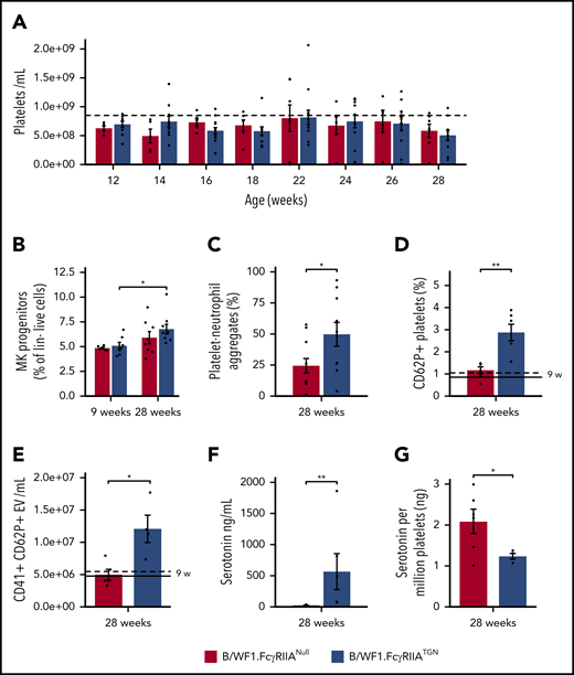 FcγRIIA amplifies chronic platelet activation in SLE. (A) Platelet count in B/WF1.FcγRIIANull and B/WF1.FcγRIIATGN female mice between age 12 and 28 weeks (n = 5 to 8 per group). Dashed line indicates platelet count in 42-week-old C57BL/6.FcγRIIATGN control mice. (B) Analysis of the proportions of megakaryocyte progenitors (MK; selected as lineage-negative, DNA-positive cells expressing CD41 and CD9) in the bone marrow of female B/WF1.FcγRIIA mice at age 9 and 28 weeks (n = 7-9 per group). (C) Quantification of platelet-neutrophil aggregates in the blood of female B/WF1.FcγRIIANull and B/WF1.FcγRIIATGN mice, (n = 11 Null and 10 TGN). Quantification of platelet activation (CD62P+) (D) and CD41+CD62P+ EV (E) in the blood of female B/WF1.FcγRIIANull and B/WF1.FcγRIIATGN mice aged 28 weeks (n = 6 per group). Dashed (B/WF1.FcγRIIATGN) and solid (B/WF1.FcγRIIANull) lines indicate mean of values at 9 weeks (9 w). (F) Quantification of plasma serotonin in female B/WF1.FcγRIIANull and B/WF1.FcγRIIATGN mice at 28 weeks (n = 6). (G) Quantification of platelet serotonin content in female B/WF1.FcγRIIANull and B/WF1.FcγRIIATGN mice with SLE (n = 4-5 per group). Data are presented as the mean ± SEM. Statistical analyses, 2-way analysis of variance with Šídák’s multiple comparisons test (A-B), Mann-Whitney U test (C,D,F), and Student t test (E,G). *P < .05, **P < .01.