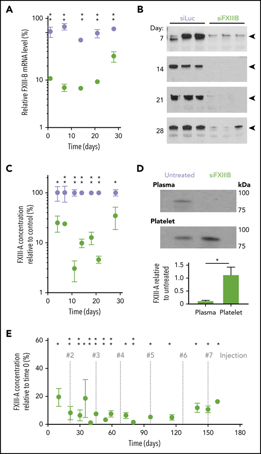 siFXIIIB decreased FXIII-B mRNA in the livers of mice, leading to a sustained decrease of FXIII-A protein in plasma but not platelets for more than 3 weeks. Mice were injected with a single dose of siFXIIIB (green) or siLuc (lavender). (A) mRNA encoding FXIII-B was measured in liver tissue using quantitative polymerase chain reaction normalized against a housekeeping gene Ppia and graphed relative to FXIII-B mRNA from untreated mice. (B) Representative western blots against FXIII-A, in which each lane contains the plasma from an individual mouse in either treatment group. The triangular marker indicates the expected molecular weight of FXIII-A (83 kDa). (C) Quantification of panel B using densitometry, normalized to a loading control, and graphed relative to FXIII-A antigen from untreated control mice; n = 3 mice per time point. (D) Representative western blot against FXIII-A in PPP and washed platelets from mice treated with siFXIIIB 14 days previously. The quantification is normalized to loading controls platelet factor 4 (platelets) or immunoglobulin G (plasma) and relative to untreated control. (E) Plasma FXIII-A quantified at various time points after repeated injections of siFXIIIB relative to starting concentrations before treatment; n = 3 mice per time point; vertical gray dashed lines indicate times of injections. For all graphs, values represent mean ± standard error of the mean (SEM). ns, not significant (P > .05); *P < .05; **P < .01.