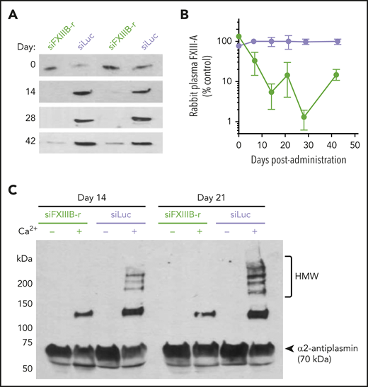 Knockdown of FXIII-B in rabbits. (A) Western blots against FXIII-A. Each lane contains the plasma from an individual rabbit treated with siFXIIIB-r (green) or siLuc (lavender). (B) Quantification of FXIII-A protein from panel A using densitometry. Values represent mean ± range; n = 2. (C) Western blot against α2-antiplasmin comparing HMW species in plasma clotted for 1 hour that had been collected 14 or 21 days after rabbits were treated with siFXIIIB-r or siLuc. Non-recalcified plasma was used as a control for unactivated FXIII-A.