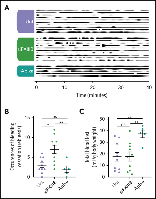 Knockdown of FXIII-B results in more frequent re-bleeds but not an increase in blood loss in an in vivo model of bleeding. Tails of mice pretreated with apixaban (Apixa), siFXIIIB (siFXIII), or untreated (Unt) were transected and the subsequent bleed was observed over a period of 40 minutes. (A) Graphical representation of bleeding from the wound. Line thickness corresponds to bleeding severity, observed at 60-second intervals and qualitatively rated on a scale of 0 to 5: 0 (no line) is a cessation of bleeding, and 5 (thick line) is full unmitigated bleeding. (B) The number of clotting events, defined as a cessation of bleeding for 20 seconds or longer. (C) The total volume of blood lost relative to the individual mouse’s weight was quantified by spectrophotometry measuring hemoglobin. Each row (A) or point (B- C) represents 1 animal. Data are presented as the mean ± SEM. ns, P > .05; *P < .05; **P < .01.