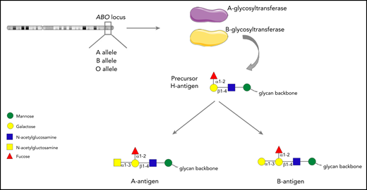 The ABO histo-blood group system. A or B alleles at the ABO locus on chromosome 9 encode glycosyltransferase enzymes. These enzymes convert precursor H carbohydrate structures into A or B antigenic determinants, which differ only in a single terminal sugar residue.