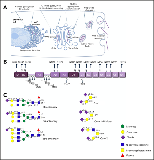 N- and O-linked glycosylation of human VWF. (A) Before secretion from ECs, VWF undergoes complex posttranslational modification that includes significant N- and O-linked glycosylation. (B) Each VWF monomer contains 13 N- and 10 O-linked glycan chains. (C) Complex biantennary, triantennary, and tetra-antennary chains are expressed on the N-glycans of VWF. In contrast, core 1, core 2, and disialosyl structures are common on the O-glycans.