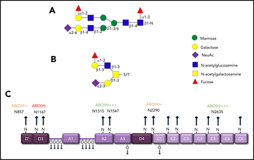 ABO blood antigens are present on plasma-derived VWF. (A-B) Covalently linked ABH antigens are carried as terminal sugar moieties on the termini of both N- and O- glycans of human plasma-derived VWF. (C) Quantitative expression of ABO(H) determinants varies between specific N-linked sites on the VWF monomer.