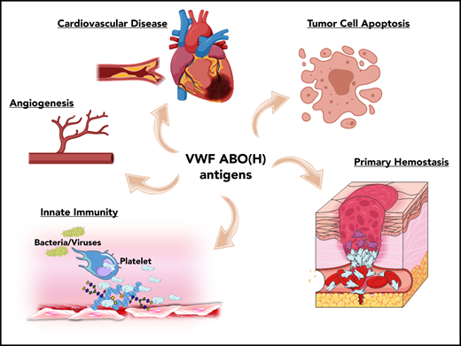 ABO blood group influences VWF functional biology. ABO blood group has a significant quantitative effect on plasma VWF:Ag levels and thus on the risk of cardiovascular disease. In addition, ABO may also influence a wide variety of other VWF functional properties (eg, on angiogenesis, wound healing, and innate immunity).