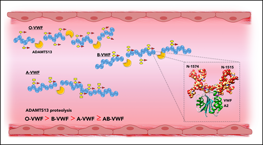 ABO blood group modulates VWF proteolysis by ADAMTS13. ABO blood group regulates the susceptibility of VWF to proteolysis by ADAMTS13, with group O VWF being cleaved significantly more rapidly compared with non-O VWF. Although the mechanism underlying the effect of ABO group on ADAMTS13 susceptibility has not been defined, 2 N-linked glycan sites are located in the A2 domain adjacent to the ADAMTS13 cleavage site (inset).