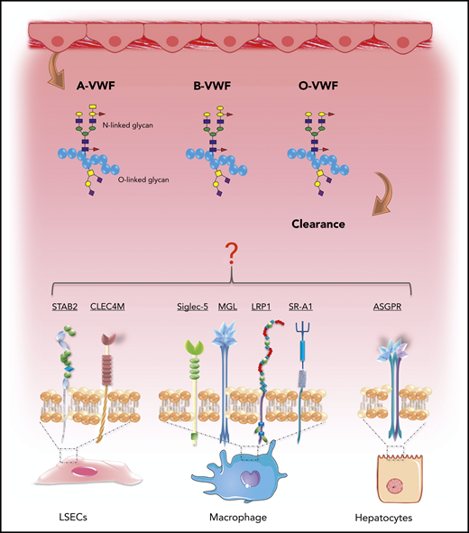 ABO blood group influences VWF clearance in vivo. ABO blood group has a significant effect on the plasma half-life of human VWF. Blood group O is cleared significantly more rapidly than group A or B VWF. Although the molecular mechanism responsible for this enhanced clearance remains unknown, recent studies have identified a series of putative VWF clearance receptors.