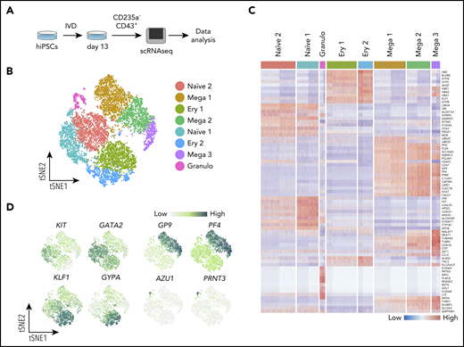 Single-cell transcriptome analysis reveals clusters of naïve and lineage-committed hematopoietic progenitors. (A) Schematic of the scRNAseq experiment where iPSCs (SFCi55) were differentiated in vitro (IVD) for 13 days (supplemental Figure 1A); CD235a−CD43+ suspension cells were isolated by flow cytometry and subjected to a 10x Genomics sequencing platform. (B) tSNE visualization of 11 420 cells divided into 8 clusters, including those defined by gene expression as naïve (naïve 1 and 2), and others that expressed genes associated with erythroid (Ery 1 and 2), megakaryocyte (Mega 1, 2, and 3), and granulocyte (Granulo) lineages. (C) Heatmap showing expression of the top 10 marker genes for each cluster (colors of each cluster are as in panel B). (D) Gene expression levels of marker genes associated with different progenitor cell types that were identified by clustering, visualized on tSNE. tSNE, t-distributed stochastic neighbor embedding.