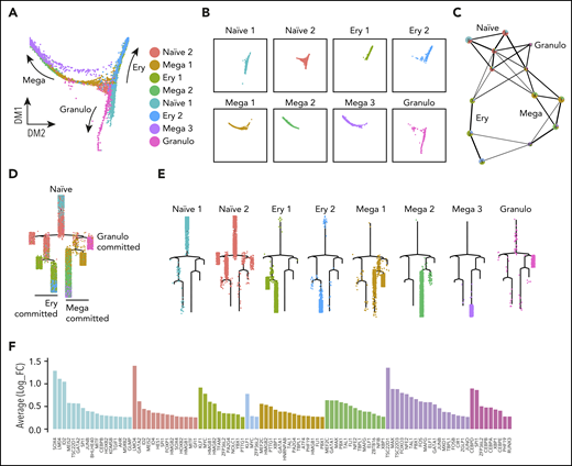 Trajectory analyses support naïve progenitor identity and their progression to lineage-committed progenitors. (A) Diffusion plot displays the naïve progenitors in the core region of the plot from which the 3 directions of commitment originate; the arrows indicate the commitment directions. (B) Representation of each cluster on the diffusion plot. (C) PAGA analysis showed that naïve clusters were connected to the lineage-committed cells. Each node contains a pie chart showing the proportion of cells for each cluster. Colors indicate cluster identities. (D) Monocle trajectory analyses demonstrates a pattern similar to that obtained from the diffusion plot shown in panel A, with naïve progenitors at the top of the hierarchy, with progression toward committment. (E) Monocle trajectory visualizing each cluster individually. (F) Expression levels of the marker genes coding for transcription factors associated with each cluster; bar color indicates the cluster.