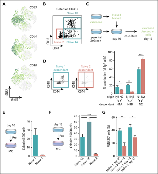 CD44 identifies clonogenic hematopoietic progenitors. (A) Expression levels of genes encoding cell surface markers, CD33, CD44, and CD18 that were associated with the naïve progenitor clusters. (B) Scatterplot of the flow cytometry profile of naïve 1A, 1B, and 2 cells at day 13 of differentiation (hiPSCs-SFCi55). Cells were gated on CD235a−CD43+CD33+. (C) Schematic of the chimeric culture system, using the ZsG reporter to trace cells during the differentiation process. SFCi55-ZsG and parental SFCi55 line were differentiated in a synchronous manner. At day 10, naïve 1 and 2 cells were sorted and cocultured with the parental line differentiation. Coculture was then analyzed at day 13. (D) Representative flow cytometry profile of the day 13 naïve descendants’ cells after sorting at day 10 and chimeric coculturing of naïve 1 and 2 cells. Contribution of naïve 1 and 2 to the naïve 1A, 1B, and 2 compartments (n = 6; multinomial logistic regression. *P < .05; **P < .01; ***P < .005). (E) CFU-C analysis of FAC-sorted naïve 1 and 2 hiPSCs-SFCi55 cells from day 10 (n = 3; paired Student t test. P = .0753). (F) CFU-C analysis of FAC-sorted naïve 1A, 1B, and 2 cells from day 13 (n = 9; Holm-Sidak test. ***P ≤ .001; hiPSCs-SFCi55). (G) HES3-RUNX1-GFP expression in naïve 1 and 2 cells at days 10 and 13 (n = 12; paired Student t test. *P < .05; **P < .01).