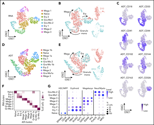 CITE-seq analyses confirm markers for naïve and lineage-committed progenitor cells. (A) tSNE visualization of the CITE-seq analysis of days 10 and 13 CD235a− suspension cells. Dimension reduction and clustering analyses were performed using only transcriptomic data (hiPSC-SFCi55). (B) tSNE visualization of the libraries obtained from CD235a− suspension cells collected at days 10 and 13 showing the direction of lineage commitment. (C) Single-cell protein expression level of the membrane markers associated with the different cell types. Data are visualized on tSNE. (D) tSNE plot and annotation of clustering obtained from analysis derived from ADT data alone. (E) Visualization of the libraries obtained from CD235a− suspension cells projected on the tSNE obtained from ADT data in panel D. Cell progression shows lineage commitment trajectory, with cells colored according to the day of collection. (F) Confusion matrix of clustering obtained from complete transcriptomic data (RNA) and that were obtained from ADT data alone. The color of each box indicates the percentage of cells classified in each RNA vs ADT cluster. (G) Gene expression levels of human fetal marker genes in the naïve and lineage-committed progenitors. tSNE, t-distributed stochastic neighbor embedding.