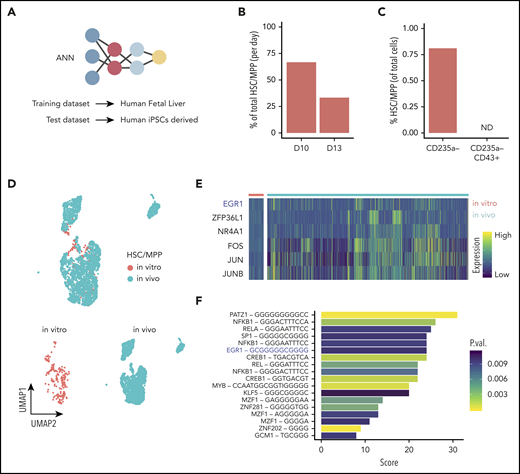 ANN identifies HSC-like cells in iPSC-derived hematopoietic cells. (A) Schematic of the ANN architecture for label transfer composed of an input layer (3479 units), 2 fully connected hidden layers (64 and 32 units), and a 28-unit softmax layer corresponding to cell types in the source domain (human fetal liver scRNAseq data) used for training. Classification of cell types in the target domain of human iPSC-derived single-cell transcriptomes (test data). (B) Proportion of cells labeled HSC/MPP at day 10 or day 13 of hiPSC differentiation in vitro. (C) Proportion of in vitro–derived CD235a− progenitors and CD235a−CD43+ cells labeled HSC/MPP by the ANN (ND, not detected). (D) UMAP visualization of the integrated data set containing in vivo–derived and in vitro–annotated HSCs/MPPs. (E) Heatmap of differentially expressed genes coding for transcription factors obtained from the comparison of in vivo– and in vitro–derived HSCs/MPPs. (F) Transcription factor binding motifs enriched upstream of the 54 genes identified as differentially expressed between HSC/MPP generated in vitro and in vivo. UMAP, uniform manifold approximation and projection.