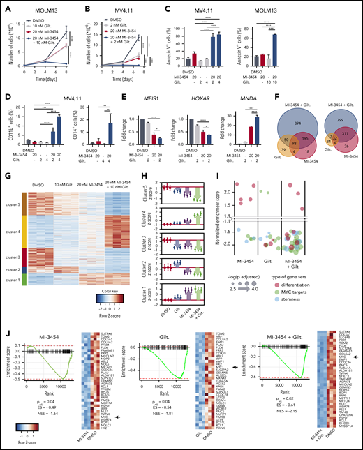 Effect of combinatorial treatment with menin and FLT3 inhibitors in leukemia cells. (A-B) Growth inhibition in MOLM13 (expressing MLL-AF9 and FLT3-ITD) (A) and MV4;11 cells (expressing MLL-AF4 and FLT3-ITD) (B) treated with MI-3454, gilteritinib (Gilt), or their combination. (C) Flow cytometric analysis of apoptosis (annexin V+ cells) induced after 8 days of treatment of MOLM13 and MV4;11 cells with MI-3454, Gilt, or their combination. (D) Flow cytometric quantification of differentiation markers (CD11b+ and CD14+) in MV4;11 cells after single-agent or combinatorial treatment with MI-3454 and Gilt. (E) Gene expression studies in MV4;11 cells after 8 days of treatment with MI-3454, Gilt, or their combination. (A-E) Graphs are representative of 2 independent experiments performed in triplicate. (F-H) Comparison of differentially expressed (DE) genes (adjusted P < .05; fold change >|1.5|) from RNA sequencing (RNA-seq) studies in MOLM13 cells after 8 days of treatment with dimethyl sulfoxide (DMSO), MI-3454, Gilt, or their combination (n = 3 samples per treatment group). (F) Venn diagrams show the overlap of upregulated DE genes (right) and downregulated DE genes (left) relative to DMSO. (G) Heatmap of DE genes after k-means clustering of DE genes using a priori–determined 5 clusters. (H) Average z scores for all treatment groups calculated within each k-means cluster. (I) Summary of fast gene set enrichment analysis results for gene sets relating to targets of MYC, differentiation, or stemness from the RNA-seq studies in MOLM13. Each bubble represents a gene set. Size of bubbles on the plot indicates the level of significance, and y-axis indicates the normalized enrichment score (NES) for the gene sets. (J) Representative gene set enrichment plots for MYC targets for each treatment condition relative to DMSO for the Bild_Myc_Oncogenic_Signature gene set from MSigDB. The heatmaps show genes comprising the leading edge of the gene set enrichment plots. Red indicates high expression; blue indicates low expression; black arrows indicate MYC. *P < .05, **P < .01, ***P < .001, ****P < .0001 by 2- (A-B) or 1-way (C-E) analysis of variance with Tukey multiple comparison test. adj, adjusted; ES, enrichment score.