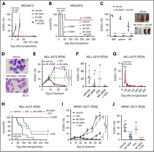 In vivo combinatorial treatment with menin and FLT3 inhibitors. (A) Flow cytometric quantification of hCD45+ cells in PB of mice during treatment with vehicle, MI-3454 (100 mg/kg orally twice daily), AC220 (10 mg/kg orally once daily), or a combination of the 2 agents (doses same as for single agents) in the MOLM13 xenotransplantation model. Mean ± standard error of the mean (SEM; n = 8). (B) Kaplan-Meier survival curves in the MOLM13 xenotransplantation model. Doses as in panel A. P values were calculated using log-rank (Mantel-Cox) test. (C) Left: flow cytometric quantification of hCD45+ cells in PB, spleen, and bone marrow (BM) samples harvested from the vehicle-treated mice (at the terminal stage of leukemia: day 16 posttransplantation) and mice treated with the combination of MI-3454 and AC220 (samples collected at day 292 posttransplantation) in the MOLM13 model. Mean ± standard deviation (SD; n = 3-6 [vehicle: n = 6 for PB, n = 3 for BM and spleen; MI-3454 + AC220 group: n = 6). Right: images of spleens collected from the vehicle and combination cohorts of mice. (D) Wright-Giemsa–stained cytospins for BM samples isolated from the vehicle and MI-3454 + AC220 cohorts of MOLM13 mice at the same time points as in panel C. (E) Flow cytometric quantification of hCD45+ cells in PB of MLL-6315 patient-derived xenograft (PDX) mice during treatment with vehicle, MI-3454 (80 mg/kg orally twice daily), gilteritinib (Gilt; 35 mg/kg orally once daily), or the combination of MI-3454 and Gilt (doses same as for single agents). Mean ± SEM (n = 8). (F) Flow cytometric quantification of hCD45+ cells in PB from MLL-6315 PDX mice 27 days after treatment was stopped (day 82 posttransplantation). Doses as in panel E. Mean ± SD. (G) Flow cytometric quantification of hCD45+ cells in PB of MLL-6315 PDX mice treated with the combination of MI-3454 and Gilt. Mean ± SEM (n = 8). (H) Kaplan-Meier survival curves for MLL-6315 PDX mice (n = 8). Treatment doses as in panel E. Treatment time is indicated by the arrow. P values were calculated using the log-rank (Mantel-Cox) test. (I) Flow cytometric quantification of hCD45+ cells in PB of NPM1-5577 PDX mice during 60 days of treatment with vehicle, Gilt (35 mg/kg orally once daily), MI-3454 (80 mg/kg twice daily for the first 28 days, followed by 80 mg/kg orally once daily for an additional 32 days; treatment with MI-3454 was reduced to once-daily administration because of limited tolerance of prolonged treatment in the combination group), or combination of MI-3454 and Gilt (doses same as for single agents). Mean ± SD (n = 7). (J) Flow cytometric quantification of hCD45+ cells in PB of NPM1-5577 PDX mice at the last day of treatment. Mean ± SD. *P < .05, **P < .01, ****P < .0001 by 2-tailed Student t test (C) or 2- (E,I) or 1-way (F,J) analysis of variance with Tukey multiple comparison test. ns, not significant.