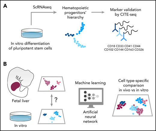 Schematic of the pipeline used in Fidanza et al to characterize hematopoietic cells differentiated from hPSCs. (A) The authors sequenced >40 000 cells in 2 experiments. The first scRNAseq experiment identified the transcriptome of uncommitted and lineage primed progenitors. The membrane markers associated with these cells were used to functionally validate their in silico–predicted lineage output. In the second experiment, 8 membrane markers were tagged using oligo-barcoded antibodies, and the cells were then sequenced using a CITE-seq approach. This allowed verification of the expression pattern of specific markers and associated them with a single-cell transcriptome. (B) The authors compared the single-cell transcriptome of hematopoietic cells collected from the human fetal liver with that of cells differentiated in vitro using a machine learning approach. First, they trained an artificial neural network using a vast single-cell fetal liver dataset and then used this trained network to transfer cell-type labels to the in vitro–derived cells. Finally, corresponding cell types were compared, and differentially expressed genes were listed as targets to improve the production of specific hematopoietic population in vitro from human PSCs.