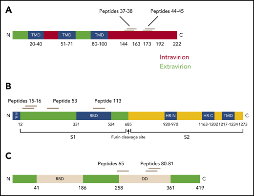 Epitope locations within SARS-CoV-2 structural proteins. (A) Epitopes within membrane protein were identified at the C-terminal intravirion domain. TMD, transmembrane domains. (B) Within spike proteins, epitopes were found within the S1 region, including 1 epitope within the receptor-binding domain (RBD). (C) In nucleocapsid protein, epitopes were identified in the region of the dimerization domain (DD).