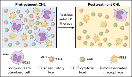 Anti-PD1 blockade as first-line therapy in early-stage unfavorable CHL shows distinct differences in clinical and histologic response. CHL exhibits rare malignant HRS cells in a TME enriched for inflammatory cells, particularly CD4+LAG3+ Tr1s, PDL1+ TAMs, and fewer CD8+ cytotoxic T cells (left). Biopsies following first-line anti–PD1-based therapy in early-stage unfavorable CHL patients show dramatic decrease in CD30+PDL1+ HRS cells along with depletion of Tr1 cells and PDL1+ TAMs, especially in the vicinity of HRS cells, with no expansion of CD8+ cytotoxic T cells (right). These findings underscore significant differences in the TME composition of pre- and posttreatment CHL and favor withdrawal of survival factors rather than cytotoxic immune responses as the most likely mechanism of action in first-line immune checkpoint blockade.