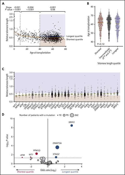 Association of telomere length with age and somatic mutations. (A) Association between recipient telomere length and age at transplantation. Linear regression lines for age groups 0 to 10, 10 to 40, and 40 to 77 years are shown in orange. Red and blue areas highlight the telomere lengths in the shortest quartile and the longest telomere length groups, respectively. (B) Violin plots for distribution of age at transplantation in telomere length groups in patients age 40 or older. Yellow lines indicate median ages at transplantation. (C) Distribution of telomere lengths according to somatic gene mutations in patients age 40 or older. Yellow lines represent the median telomere lengths and genes are ordered from shortest to longest by median telomere length. Areas in red and blue reflect telomere lengths in the shortest and the longest quartile telomere length groups, respectively. Genes with more than 15 mutated patients shown. (D) Association between somatic mutations and the shortest or the longest quartile telomere length groups in patients age 40 years or older. The x-axis depicts the magnitude of association (log2 odds ratio), and the y-axis shows the negative log of the nominal P value (-log10P). The dashed line represents the threshold of significance (.05) for nominal P values. Each circle represents a mutated gene and the size of the circle reflects the number of patients with mutation. Genes with a mutation in at least 10 patients are shown.
