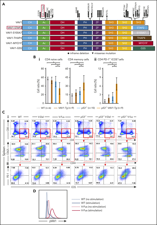 Function of VAV1 mutations in physiological differentiation of splenic T cells. (A) Schematic showing structures of VAV1-mutant proteins resulting from nonsynonymous mutations, in-frame deletions, and fusion with various partners identified in PTCL-NOS,3-5 AITL,7 ALCL,3 and ATL.2 (B) Cell fractions of splenocytes harvested from mice indicated genotypes at 12 weeks of age before tumor development. (i) Percentages of naive T cells defined by CD4+CD62L+CD44− and those of memory T cells defined by CD4+CD62L−CD44+. (ii) Percentage of CD4+PD-1+ICOS+ cells. The number of mice analyzed is as follows: WT, n = 6; VAV1-Tg, n = 9; p53−/−, n = 10; p53−/−VAV1-Tg, n = 9. *P < .05. (C) Representative flow cytometric data indicating CD4 naive and memory T cells (i) and CD4+PD-1+ICOS+ cells (ii) in indicated genotypes at 12 weeks of age. (D) Phosphorylated VAV1 (pVav1) protein expression examined by flow cytometry in naive T cells sorted from splenocytes of V-Fus or WT mice with or without TCR stimulation. Black line indicates WT; red line, V-Fus expression data. Dotted line indicates nonstimulated status; solid line, stimulated status.