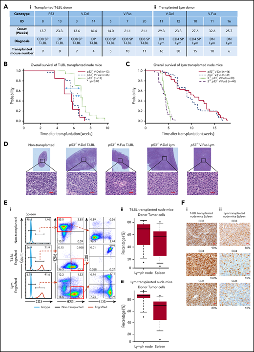 Tumor-initiating capacity of tumor cells found in p53−/−VAV1-Tg and p53−/− mice. (A) Summary of donor mice, showing genotypes and various experimental parameters. The summary of transplanted T-LBL donor mice (i) and Lym donor mice (ii). (B) OS of nude mice transplanted intraperitoneally with T-LBL of indicated genotypes (p53−/− V-Del, n = 13; p53−/− V-Fus, n = 26; and p53−/−, n = 17). (C) OS of nude mice that were initially and then secondarily transplanted with Lym from p53−/−VAV1-Tg mice (p53−/− V-Del, n = 46; p53−/− V-Fus, n = 31; 2nd p53−/− V-Del, n = 20; 2nd p53−/− V-Fus, n = 40). (D) HE-stained sections from nude mice transplanted with T-LBL or Lym of indicated genotypes. Original magnification: ×4; insets, ×100. Scale bars, 20 µm. (E) Characterization of donor-derived cells in spleens and lymph nodes. (i) Representative flow cytometric analysis for CD3, CD4, and CD8 to determine immunophenotypes of tumor cells, and H2Kd and H2Kb, MHC class I molecules to determine recipient-derived (ν/ν) and donor-derived (C57BL/6) cells, respectively. (ii) Percentages of donor cells in lymph nodes and spleens of nude mice transplanted with T-LBL. (iii) Percentages of donor cells in lymph nodes and spleens of nude mice transplanted with Lym. (F) Immunohistochemical analysis for CD3, CD4, and CD8 in spleens of nude mice transplanted with T-LBL (i) and Lym (ii) from p53−/−VAV1-Tg mice. Original magnification ×40. Scale bars, 20 µm. The percentage at the bottom right corner is positivity in the tumor cells.