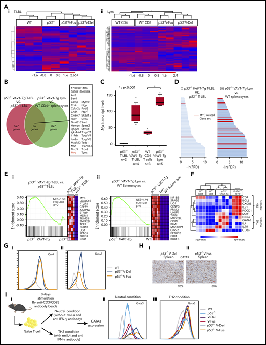 WTAs for tumors found in p53−/−VAV1-Tg or p53−/− mice. (A) Unsupervised hierarchical clustering analyses for T-LBL from mice of indicated genotypes and whole thymocytes from WT mice (i), and tumor cells sorted from Lym from mice of indicated genotypes and CD4+ or CD8+ splenocytes from WT mice (ii). (B) Venn diagram of genes expressed at threefold higher levels in T-LBL from p53−/−VAV1-Tg mice relative to p53−/− mice, or levels seen in Lym from p53−/−VAV1-Tg mice relative to CD4+ splenocytes. Thirty-six genes highly expressed in both of T-LBL and Lym of p53−/−VAV1-Tg mice compared with controls are listed. (C) Myc expression levels in T-LBL from p53−/− mice of (n = 2), and p53−/−VAV1-Tg mice (n = 4), and in CD4+ splenocytes from WT mice (n = 3), and Lym from p53−/−VAV1-Tg mice (n = 5). (D) Significantly enriched gene sets identified by GSEA using curated gene sets in the Molecular Signatures Database.26,27 T-LBL from p53−/−VAV1-Tg mice vs T-LBL from p53−/− mice (i), and tumor cells sorted from Lym from p53−/−VAV1-Tg mice vs CD4+ and CD8+ splenocytes from WT mice (ii). Red lines indicate MYC-related gene sets. (E) Representative results of enrichment plots of Myc-related gene sets. T-LBL from p53−/−VAV1-Tg mice vs T-LBL from p53−/− mice (i), and tumor cells sorted from Lym from p53−/−VAV1-Tg mice vs CD4+ or CD8+ splenocytes from WT mice (ii). (F) GEPs of WT CD4+ or CD8+ splenocytes, tumor cells sorted from Lym from p53−/−VAV1-Tg mice, and cells from AITL-like tumors in RHOAG17VTet2−/− mice.28 (G) Cell-surface expression of Ccr4 and Gata3 analyzed by flow cytometry. (H) Immunohistochemical analysis for Gata3 in spleens of Lym from p53−/−VAV1-Tg mice. Original magnification ×40. Scale bars, 20 µm. The percentages at the bottom right corner indicate positivity in the tumor cells. (I) Schema showing a protocol for skewed differentiation of naive T cells sorted from splenocytes with each genotype. Cells were cultured in neutral condition without any cytokines or antibodies and Th2 condition with recombinant mouse IL-4 and anti–IFN-γ antibody, respectively. Gata3 expression levels were examined by flow cytometry 8 days after TCR stimulation.