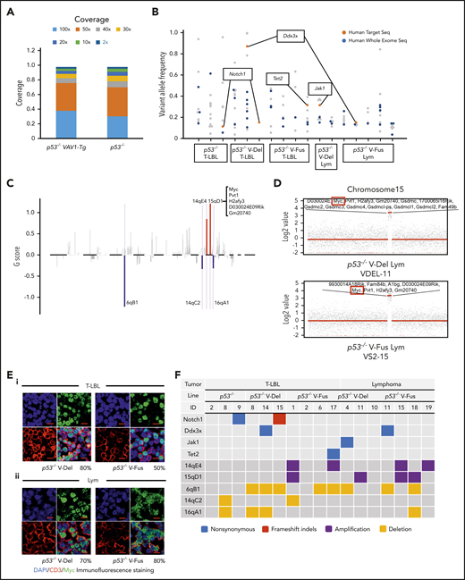 WES analysis of tumor and tail samples. (A) Percentages of targeted bases covered by at least 2×, 10×, 20×, 30×, 40×, 50×, and 100× sequencing reads (top). (B) Variant allele frequencies of somatic mutations in each tumor (T-LBL from p53−/− mice, n = 3; T-LBL from p53−/− V-Del, n = 3; T-LBL from p53−/− V-Fus, n = 4; Lym from p53−/− V-Del, n = 2; and Lym from p53−/− V-Fus, n = 5). Mutations identified in human targeted capture sequencing data2,4 are shown in orange, and those identified in human WES data2 in blue. (C) Focal SCNAs identified through the GISTIC 2.0 algorithm using WES data. Amplified regions are shown in red; deleted regions are shown in blue. Chromosome 15qD1 includes the Myc locus. (D) High-level amplification of the Myc locus identified in Lym from 2 p53−/−VAV1-Tg mice. (E) Immunofluorescent staining for indicated markers in thymus from, p53−/− V-Del, and p53−/− V-Fus mice harboring T-LBL (i), and in spleens of p53−/− V-Del and p53−/− V-Fus mice harboring Lym (ii). Original magnification ×400. Scale bars, 10 µm. The percentage at the bottom right corner is positivity in the tumor cells. CD3, red; Myc, green; 4′,6-diamidino-2-phenylindole (DAPI), blue. (F) Comutation plots including the spectrum of somatic mutations and focal SCNAs. (G) Rearrangements of TCR genes identified through the MiXCR algorithm using WES data. The y-axis indicates each rearranged TCR gene with a certain complementarity-determining region 3 (CDR3) sequence. Distinct CDR3 regions are indicated by alternating colors within each sample; colors are indicated in descending order and do not indicate sequence identity.