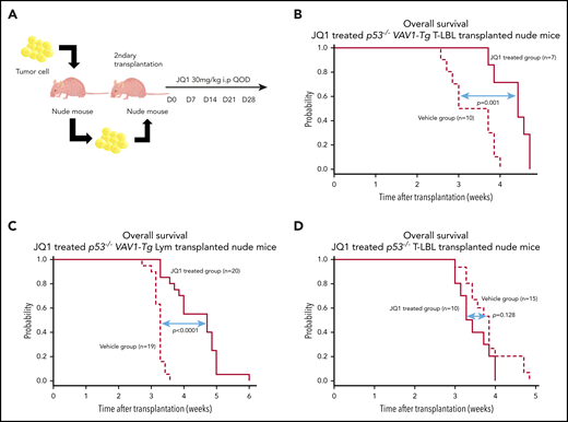 Effects of bromodomain inhibitors on VAV1-mutant tumor cells. (A) Schematic showing protocol used for vehicle or JQ1 treatment. Single-cell suspensions were prepared from spleens of nude mice transplanted with T-LBL or Lym from p53−/−VAV1-Tg mice or T-LBL from p53−/− mice and intraperitoneally injected into nude mice. JQ1 at 3 mg/kg was injected intraperitoneally into secondarily transplanted nude mice once every 2 days from day 7 until animals died. (B-D) Survival curves for vehicle- and JQ1-treated nude mice transplanted with T-LBL from p53−/−VAV1-Tg mice (B), Lym from p53−/−VAV1-Tg mice (C), or T-LBL from p53−/− mice (D).