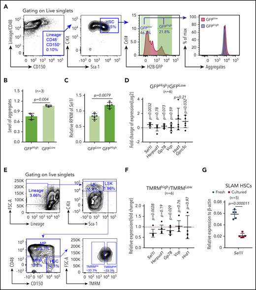 Sel1L/Hrd1 ERAD genes are enriched in quiescent and dormant HSCs.Col1α1-H2B-GFP+/−; Rosa26-M2-rtTA+/− mice were labeled with doxycycline for 6 weeks and then “off label chase” for 18 weeks. H2B-GFP label retention allows purification of quiescent (GFPhigh) and proliferative (GFPlow) HSCs. Levels of protein aggregates in different subpopulations were detected by PROTESTAT staining. (A) Representative FACS plots of the gating strategy. (B) Summary of protein aggregate levels, as measured by PROTESTAT, in quiescent (GFPhigh) and proliferative (GFPlow) HSCs relative to all HSCs. (C) Sel1L level from microarray analysis31 comparing quiescent (GFPhigh) and proliferative (GFPlow) HSCs. Data represent reads per kilobase of transcript per million mapped reads (RPKM); each point represents a single probe. P value determined by 2-sided Wilcoxon rank-sum test. (D) qRT-PCR of ERAD genes in quiescent (GFPhigh) vs proliferating (GFPlow) HSCs purified from Col1α1-H2B-GFP+/+; Rosa26-M2-rtTA+/+ mice. Each point represents fold change of FACS-sorted quiescent HSCs (GFPhigh) vs proliferative HSCs (GFPlow) from a single mouse. Metabolically active (TMRMhigh) vs inactive (TMRMlow) HSCs in 8- to 10-week-old wild-type mice were purified based on tetramethyl rhodamine methyl ester (TMRM) staining. (E) Representative FACS plots and gating strategy for sorting. (F) Summary of levels of ERAD genes by qRT-PCR. Each point represents fold change of FACS-sorted metabolically active HSCs (TMRMhigh) vs inactive (TMRMlow) HSCs from a single mouse. (G) mRNA levels of Sel1L in SLAM HSCs freshly isolated or after 24 hours’ culture in SF-03 media. Data represent mean ± SD unless stated otherwise. Two-sided Student t test was used for statistical analysis unless specified otherwise.
