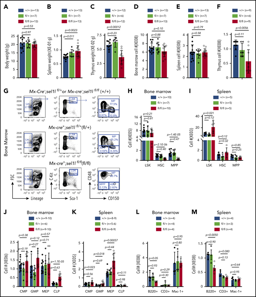 Sel1l-Hrd1 ERAD is required to maintain HSC pool. Six- to 8-week-old Mx1-cre−; Sel1Lfl/fl or Mx1-cre−; Sel1Lfl/+ (+/+), Mx1-cre+; Sel1Lfl/+(fl/+) and Mx1-cre+; Sel1Lfl/fl (fl/fl) mice were injected with pIpC every other day for a total of 6 doses. Two weeks after pIpC injection, (A) body weight, (B) spleen, and (C) thymus weight, (D) cellularity of bone marrow, (E) spleen and (F) thymus, (G-I) numbers of HSPC, (J,K) lineage restricted progenitors, and (L-M) mature blood cells were analyzed. Data represent mean ± SD. Each replicate represents a single mouse from an independent experiment. Two-sided Student t test was used for statistical analysis.