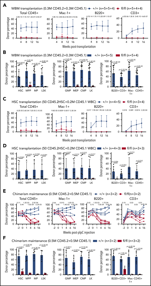 Sel1l-Hrd1 ERAD is required for HSC reconstitution. Whole bone marrow cells (WBM, 0.3 million) from CD45.2 Mx1-cre+; Sel1Lfl/fl (fl/fl) or control (+/+) mice were transplanted into lethally irradiated CD45.1 mice together with 0.3 million wild-type CD45.1 competitor cells. The contribution of CD45.2 cells in total CD45+, myeloid (Mac-1+), B (B220+), and T (CD3+) (A) cells from peripheral blood, and (B) to HSCs and other hematopoietic populations in the bone marrow was analyzed in transplant recipients. Competitive repopulation assay with 50 FACS-purified HSCs from CD45.2 Mx1-cre+; Sel1Lfl/fl (fl/fl) or control (+/+) mice transplanted into irradiated receipt mice along with 0.2 million CD45.1 WBM competitor cells. The contribution of (C) CD45.2 cells in total CD45+, myeloid (Mac-1+), B (B220+), and T (CD3+) cells from peripheral blood, and to HSCs and (D) other hematopoietic populations in the bone marrow was analyzed in transplant recipients. Chimerism maintenance analysis with 5 × 105 CD45.2+ WBM cells from Mx1-cre+; Sel1Lfl/fl (fl/fl) or control (+/+) mice (without pIpC) transplanted together with 5 × 105 CD45.1+ wild-type bone marrow cells into lethally irradiated CD45.1+ wild-type recipients. Transplants were injected with pIpC (3 doses) 6 weeks after transplantation. The contribution of (E) CD45.2 cells in total CD45+, myeloid (Mac-1+), B (B220+), and T (CD3+) cells from peripheral blood, and (F) in HSCs and other hematopoietic populations in the bone marrow was analyzed in transplant recipients. Data represent mean ± SD. Two to 3 independent experiments were done for each condition and n is described as number of replicates from each experiment, separated by the plus (+) sign. Two-sided Student t test was used for statistical analysis unless specified.