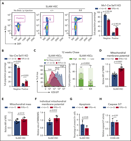 Loss of Sel1L leads to HSC hyperproliferation and activation. (A) Two weeks after pIpC injection, Mx1-cre+; Sel1Lfl/fl (fl/fl) or control (+/+) mice were injected with BrdU (200 mg/kg body mass; IP) and then placed on drinking water containing BrdU (1 mg/mL) for 24 hours. Representative FACS plots of gating strategy (left) and summary of BrdU incorporation in HSCs (right) are shown. (B) Six- to 8-week-old Vav1-cre+; Sel1lfl/fl(fl/fl) and Vav1-cre−; Sel1lfl/+ or Vav1-cre−; Sel1lfl/fl (+/+) mice were injected with BrdU (200 mg/kg body mass; IP) and then placed on drinking water containing BrdU (1 mg/mL) for 24 hours. Summary of BrdU incorporation in HSCs are shown. (C) Representative FACS plots with gating strategy (left), and summary of H2B-GFP retention (right) in HSCs after 12 weeks of off-doxycycline chase. Two weeks after pIpC injection, Mx1-cre+; Sel1Lfl/fl; Col1A1-H2B–GFP+/+; Rosa26-M2-rtTA+/+ (fl/fl) or control (+/+) mice were placed on doxycycline water (2 g/L). After 6 weeks’ labeling, doxycycline water was removed and GFP level in HSCs was analyzed after 12 weeks “off-label” chase. Two weeks after pIpC injection, Mx1-cre+; Sel1Lfl/fl (fl/fl) or control (+/+) mice were analyzed for mitochondrial membrane potential (D, by TMRM), mitochondrial mass (E, by Mito tacker green), and (F) ratio of mitochondrial membrane potential to mass. (D-F) Mean fluorescence intensity (MFI) were normalized to mean value on the day of measurement, and P values were determined by 2-sided Wilcoxon rank sum test. (G-H) Apoptosis was measured by Annexin-V staining (G, in SLAM HSCs) or Caspase 3/7 activity (H, in CD48−LSK) on Mx1-cre+; Sel1Lfl/fl (fl/fl) or control (+/+) mice 2 weeks after pIpC. Data represent mean ± SD. Two-sided Student t test was used for statistical analysis unless specified.