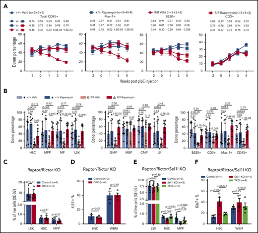 Inhibition of mTOR rescues HSC defects of Sel1L KO. (A-B) Chimerism maintenance analysis reveals rapamycin treatment rescued the loss of reconstitution potential of Sel1L KO HSCs. 5 × 105 CD45.2+ whole bone marrow cells from Mx1-cre+; Sel1Lfl/fl (fl/fl) or control mice (+/+) (without pIpC) were transplanted together with 5 × 105 CD45.1+ wild-type bone marrow cells into lethally irradiated CD45.1+ wild-type recipients. Transplants were injected with pIpC 6 weeks after transplantation and injected with rapamycin (4 μg/kg body weight) or vehicle daily starting 6 days before pIpC and continued throughout the experiment. The contribution of CD45.2 cells (A) in total CD45+, myeloid (Mac-1+), B (B220+), and T (CD3+) cells of peripheral blood, and (B) in HSCs and other hematopoietic populations in the bone marrow were analyzed in transplant recipients. Three independent experiments were pooled and n is described as numbers of replicates from each experiment, separated by the plus (+) sign. (C-D) Six- to 8-week-old Mx1-cre−; Rictorfl/fl or Mx1-cre−; Raptorfl/+; Rictorfl/fl (control) and Mx1-cre+; Raptorfl/+; Rictorfl/fl (DKO) mice were injected with pIpC every other day for a total of 6 doses. Two weeks after pIpC injection, frequency and proliferation (by Ki67) of HSPC were analyzed by FACS. (E-F) Six- to 8-week-old Mx1-cre−; Sel1Lfl/fl; Rictorfl/fl or Mx1-cre−; Sel1Lfl/fl; Raptorfl/+; Rictorfl/fl or Mx1-cre−; Sel1Lfl/fl (control), Mx1-cre+; Sel1Lfl/fl (Sel1L KO) and Mx1-cre+; Sel1Lfl/fl; Raptorfl/+; Rictorfl/fl (triple knockout) mice were injected with pIpC every other day for a total of 6 doses. Two weeks after pIpC injection, frequency and proliferation (by Ki67) of HSPC were analyzed by FACS. Data represent mean ± SD except for panel A, where mean ± standard error of the mean were used. Two-sided Student t test was used for statistical analysis.