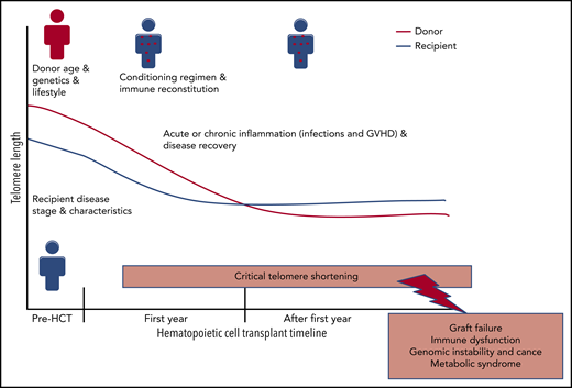 Post-HCT TL dynamics: risk factors and outcomes. GVHD, graft-versus-host disease.