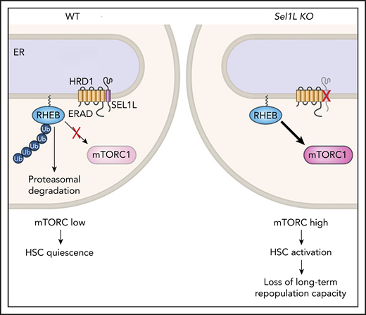 RHEB is normally maintained at low levels in HSCs via HRD1/SEL1L (ERAD), which targets it for proteasomal degradation, thereby keeping mTORC activation low. When Sel1L is genetically deleted, RHEB is stabilized and mTORC1 is activated, leading to HSC loss of quiescence. ER, endoplasmic reticulum; KO, knockout; WT, wild-type.