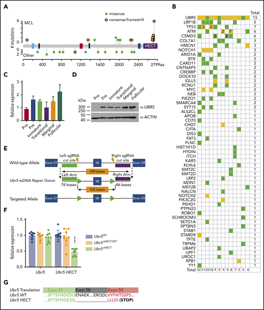 Expression of Ubr5 in B cells and generation of conditional Ubr5 HECT domain knockout model. (A) UBR5 domain map (blue = UBA, black = NLS, red = UBR, blue = MLLE, and purple = HECT) showing the frequency of UBR5 mutations in lymphoma patients. Orange = nonsense/frameshift; green = missense. (B) Frequency of all genes mutated in addition to UBR5 mutations in MCL patients. (C) Relative qRT-PCR and (D) western blot expression of UBR5 within different B-cell populations: pro-B cells (B220+IgM−ckit+), pre-B cells (B220+IgM−CD25+), immature B cells (B220+IgMloIgD−) from the BM, and transitional (B220+CD93+), marginal zone B cells (B220+CD21+CD23−), and follicular B cells (B220+CD21+CD23+) isolated from the spleen of 6-week-old WT C57Bl6 mice. (E) Schematic of targeting strategy used to insert loxP sites flanking exon 58 of Ubr5. (F) Relative expression of Ubr5 and Ubr5 HECT domain by qRT-PCR in spleen B220+ cells. (G) Sequencing data of exons 57-59 of Ubr5 from Ubr5 WT and Ubr5 HECT mice.