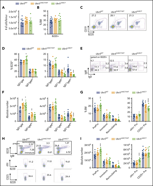 The loss of the HECT domain of Ubr5 leads to decreased numbers of mature B cells within the BM. (A) Bar graph of the total number of cells per femur. (B) Bar graph of the frequency of B220+ cells in the BM. (C) Representative flow cytometry plot of total B220+ in the BM. (D) Bar graphs of B-cell populations gated on B220+ cells for pro- and pre-B cells (B220+IgM−IgD−), immature B cells (B220+IgMloIgD−), transitional B cells (B220+IgM+IgD−), early mature B cells (B220+IgM+IgD+), and late mature B cells (B220+IgM−IgD+). (E) Representative flow cytometry plots for populations shown in panel D. (F) Absolute number of B-cell populations from panel D. (G) Bar graph of the population breakdown shown in panel H. (H) Representative flow cytometry plots gated for pro- and pre-B cells (B220+IgM−), immature B cells (B220+IgMlo), and recirculating B cells (B220+IgM+) (top). A representative flow cytometry plot gated on B220+ cells gating for pro-B cells (B220+IgM−c-kit+) (middle) and pre-B cells (B220+IgM−CD25+) (bottom). (I) Absolute number of B-cell populations from G (N = 10). *P < .05, **P < .01, ***P < .001.